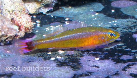 Trimma Yoshinoi A New Species Of Pygmy Goby From Japan Reef Builders