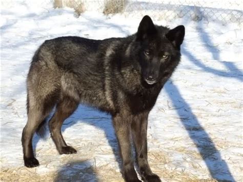 German Shepherd Husky Mix And Wolf Hybrid Personality Facts