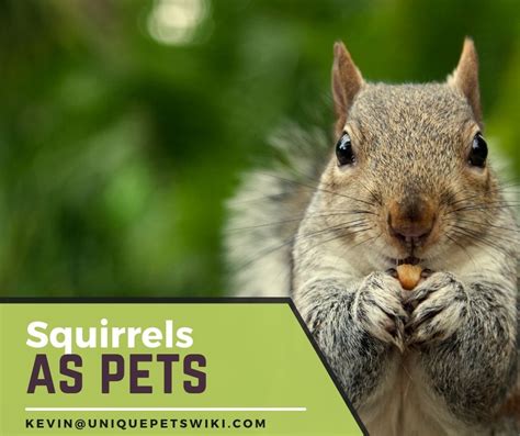 Squirrels As Pets A Z Types Care Diet Lifespan And Tame