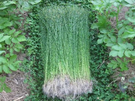 Linen Flax Flax Plant For Spinning And Weaving Plant Fibers Forum At