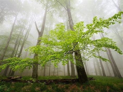 Cool Pictures Cool Photos Spring Forest Heart Of Europe The Deed