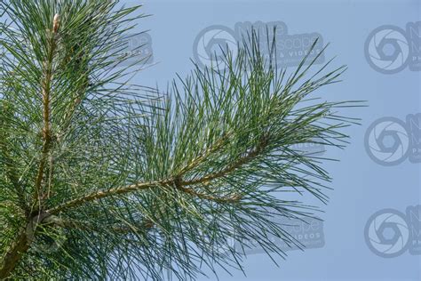 Pinus Tabuliformis Chinese Red Pine Leaf Leaf Pinus Tabuliformis