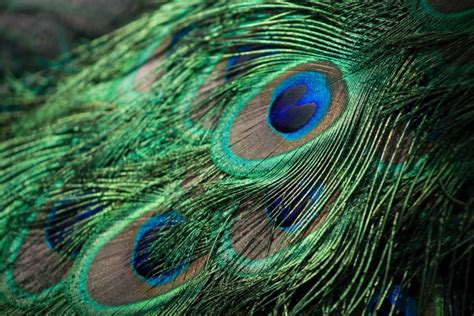 How The Amazing Peacocks Feather Refutes Evolution United Church Of God