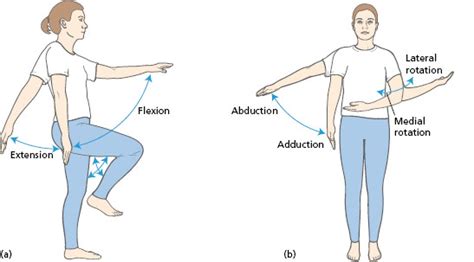 Medial And Lateral Rotation