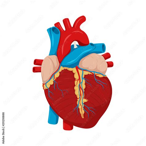 Human Heart Anatomy Medical Science Vector Illustration Education