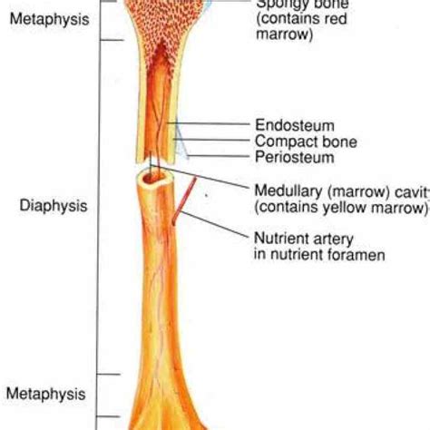 Long bone type in the upper arm. Anatomy Of The Long Bone | MedicineBTG.com