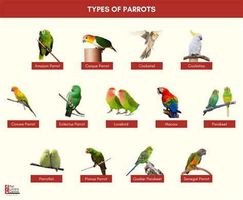 Small Parrot Types