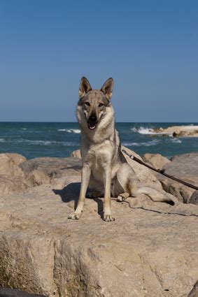 Das tier ist deshalb neuen dingen gegenüber meist skeptisch und scheu eingestellt. Tschechoslowakischer Wolfshund › Hundelexikon › Barf für Hunde
