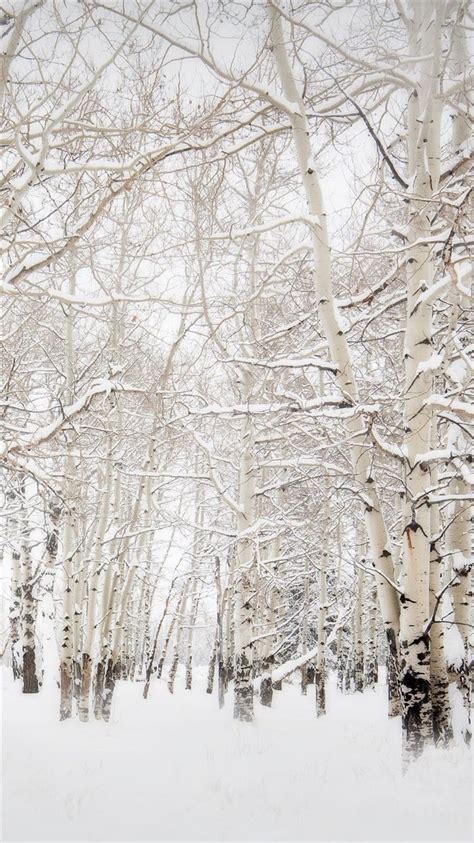 Birch Trees Winter Landscape Iphone 8 Wallpapers Free Download