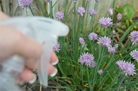 Homemade Bug Spray To Use On Plants Ehow