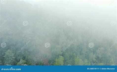 Rainy Weather In Mountains Misty Fog Blowing Over Pine Tree Forest