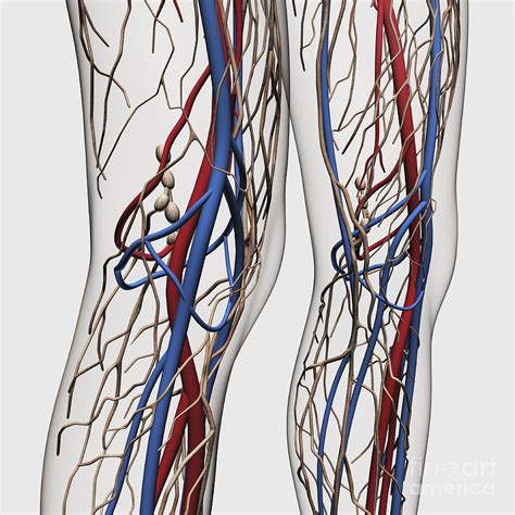 Medical Illustration Of Arteries Veins Digital Art By