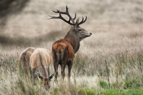 Exmoor Red Deer Red Stag Safari
