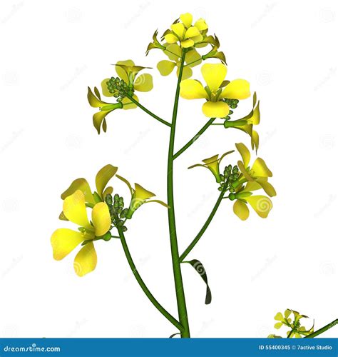 Mustard Plant Stock Illustration Illustration Of Brassicaceae 55400345