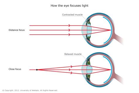 Eye Diagram Gcse Biology Studying Diagrams