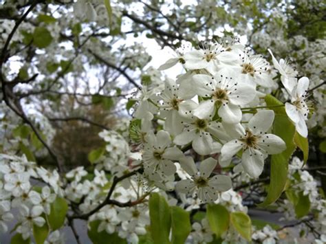 White Flowering Trees Identification