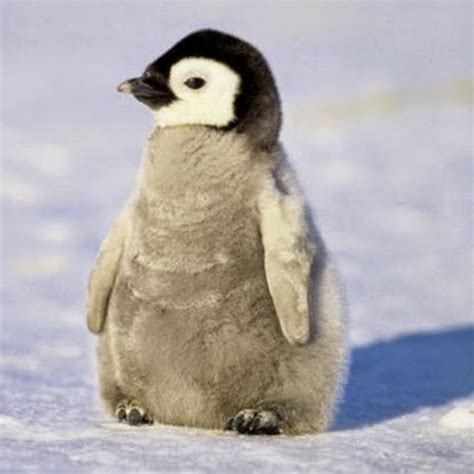 Happy Penguin Youtube