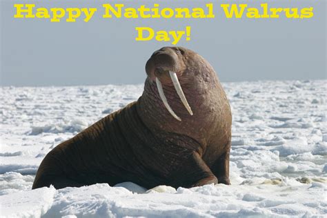 Happy National Walrus Day By Uranimated18 On Deviantart