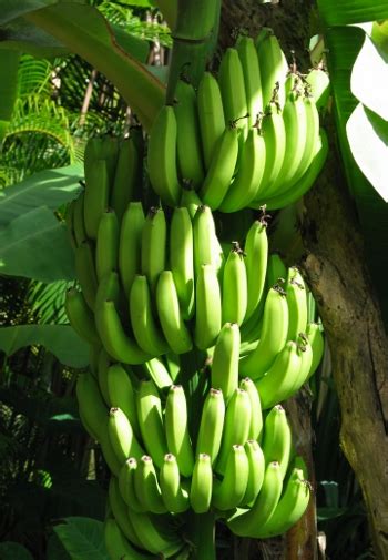 Genetically Modified Bananas Harvested In Australia Organicmels Blog