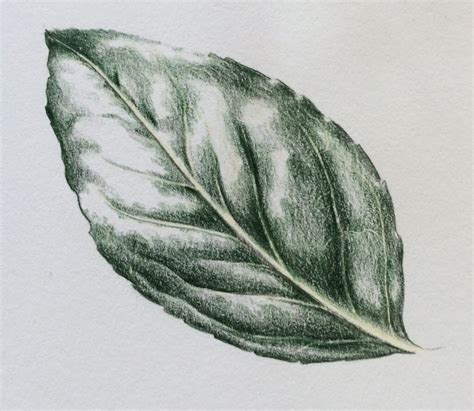 You'll need to draw one slightly curved line and another small curved line next to it. Leaf drawing