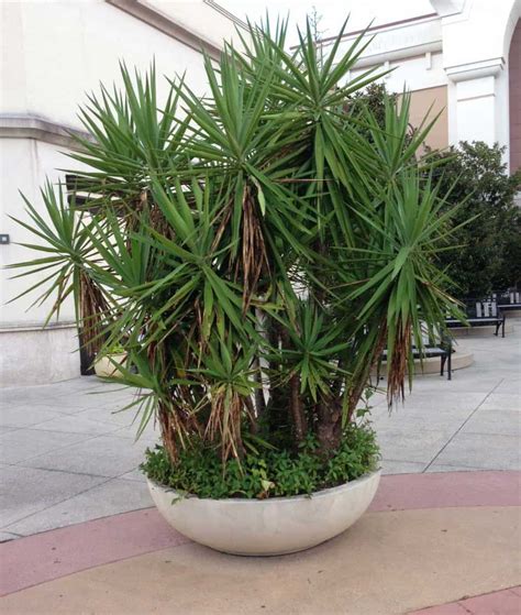 During the growing season (spring and summer), adding about an inch of water every week would be enough. How To Care For A Yucca Plant