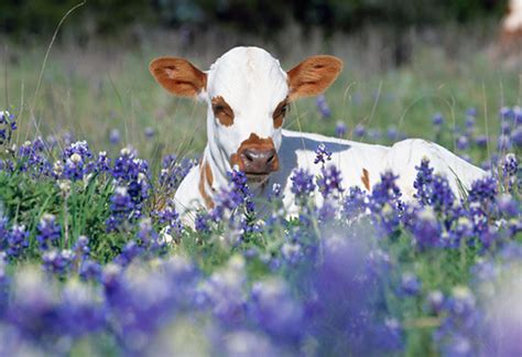 Cute Cow Pictures With Flowers