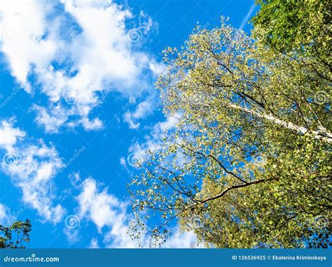 Birch Tree Top And White Clouds In Blue Sky Stock Image Image Of