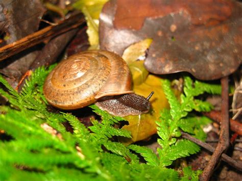 New Species Of Hermaphrodite Snail Named In Support Of Same Sex