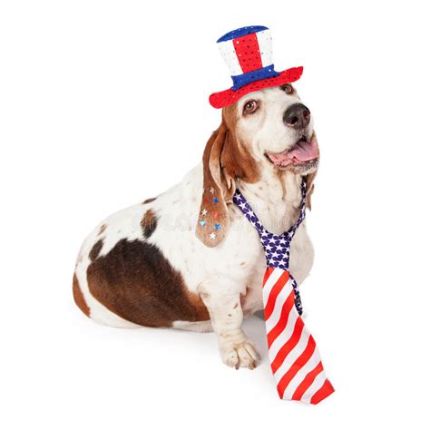 Basset Hound On Fourth Of July Stock Image Image Of