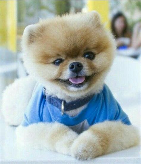 Pin By Darius On Câini Pomeranieni Cutest Dog Ever Cute Animals