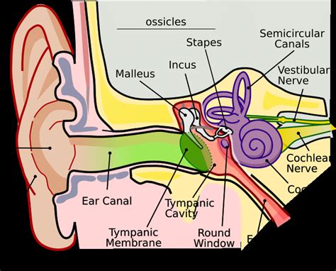 Human Ear Anatomy Ear Structure Diagram The Human Ear Consists Of The