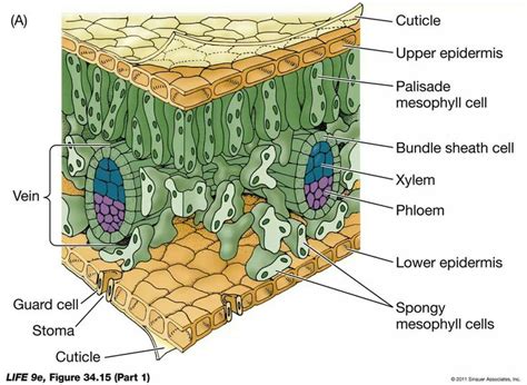 Dicot Leaf Biology Plants Plant Science Plant Physiology