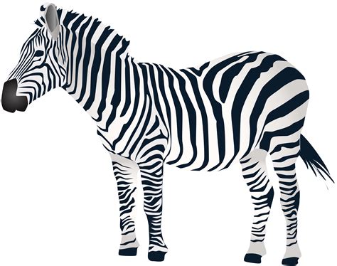 Zebra Png Zebra Safari Zebra Desenho Free Download Free Transparent