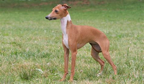 Italian Greyhound Dog Breed Information Vetstreet Vetstreet