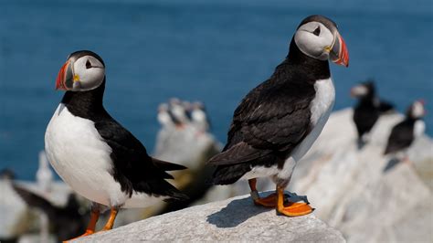 Puffin Colonies In Maine See Second Straight Rebound Year Popular Science