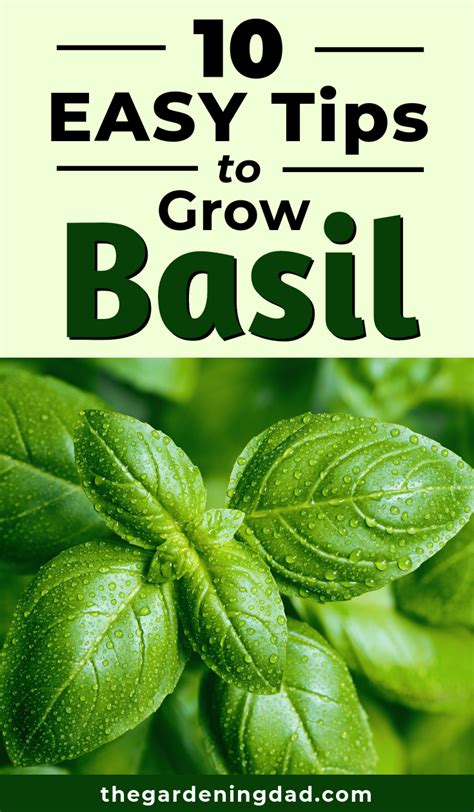 10 Simple Tips How To Grow Basil From Seed The Gardening Dad