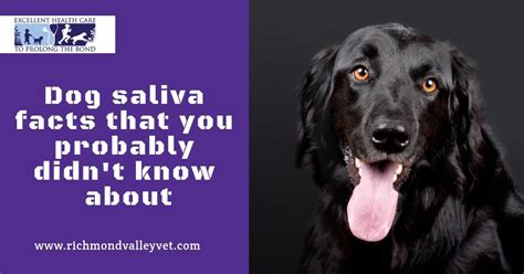 Do Dogs Saliva Kill Bacteria