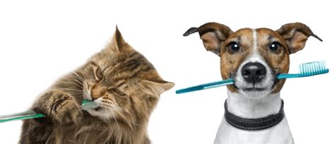 National pet month is unique in bringing together animal welfare charities, professional bodies, pet. The Ins and Outs of Dental Diets | Bow River Veterinary Centre