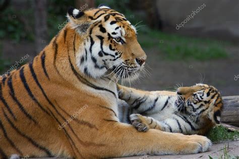 Tiger Mom And Her Cub — Stock Photo © Metalmaus 7390305