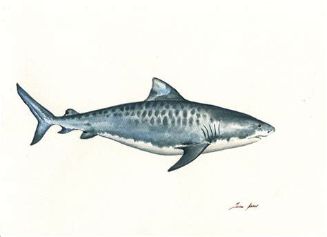 Tiger Shark Print Shark Painting Art Print Tiger Shark Art Nursery