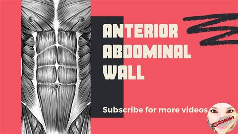 Surgical Anatomy Of The Anterior Abdominal Wall Youtube