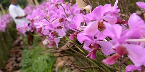 Anggrek Larat Khas Maluku Orchids Plants