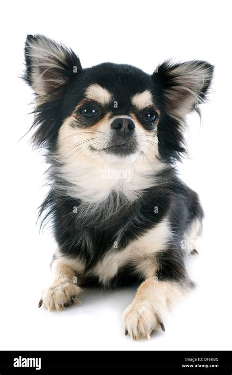 Black And Tan Chihuahua Hi Res Stock Photography And Images Alamy
