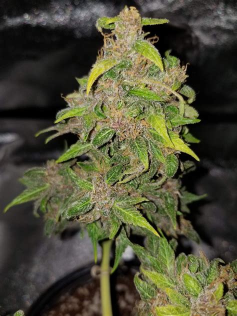 Bubba cookies by mamiko seeds. Sour Lowryder 2 / New420Guy Seeds strain info - GrowDiaries