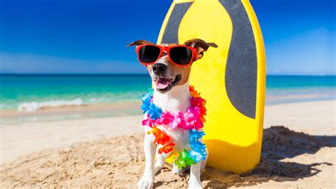 Wallpaper Funny Dog Sunglasses Beach Sands 3840x2160 Uhd 4k Picture