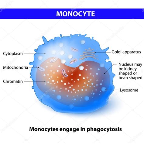 Monocyt Type Witte Bloedcel Vectorafbeelding Door © Edesignua ⬇