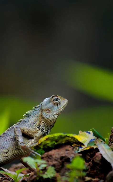 Lizard Reptile Amphibian Scales Hd Phone Wallpaper Peakpx