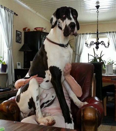 Top 10 Things Great Danes Dont Like