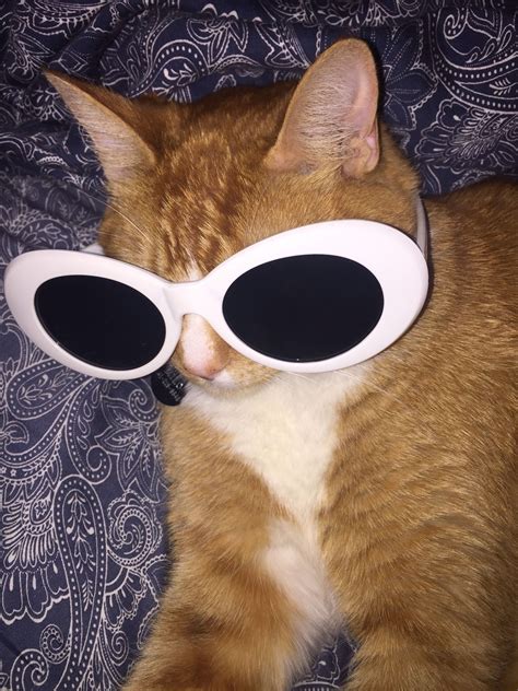 Cat With Glasses Pfp