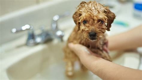 Puppy Taking A Bath Ar